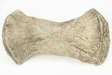 Fossil Mosasaur (Tylosaurus) Radius - Kansas #217302-1